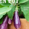 Le potager en pot, Bertrand Dumont