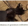 Misères et grandeurs ordinaires, Adamou Idé