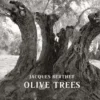 Olive Trees. Edition bilingue français-anglais, Jacques Berthet
