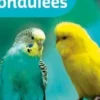Perruches ondulées, Kurt Kolar