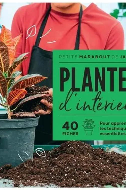 Plantes d'intérieur, Claire Pinson