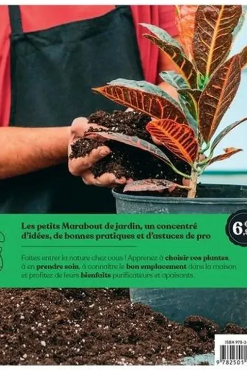 Plantes d'intérieur, Claire Pinson