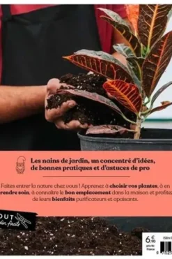Plantes d'intérieur, Claire Pinson