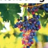 Prions en Eglise petit format N° 442, octobre 2023, Karem Bustica