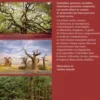 Sacrés arbres, Michel Beauvais