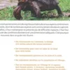 Tortues terrestres, E-J Pirog
