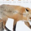 Wildlife Photographer of the Year. Les plus belles photos de nature, Edition 2020, Biotope